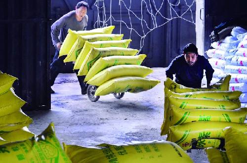 11日在金华铁路货运站10多名装卸工将从湖南运来的70吨尿素卸下火车